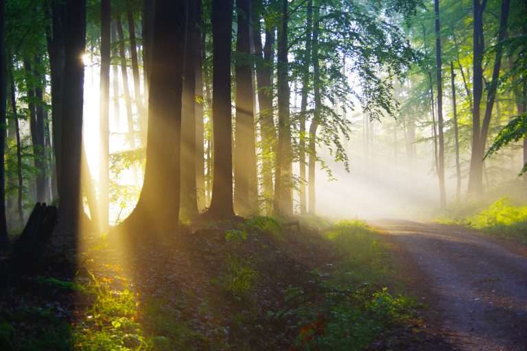 Navigating Payroll Taxes: Illuminate the 5 Path to Compliance and Reporting Success 1 pexels kamil szerlag 4413493